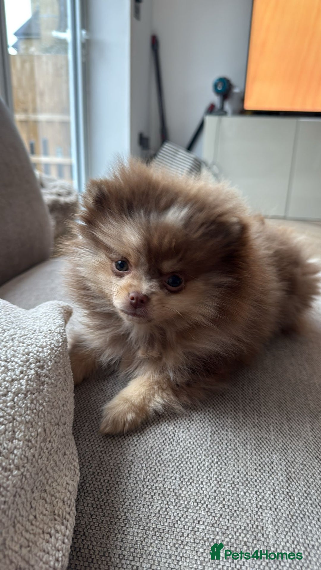Pomeranian dogs for sale: Ready in 3 weeks! Two Beautiful teddy bear faces🐻 - Advert 17