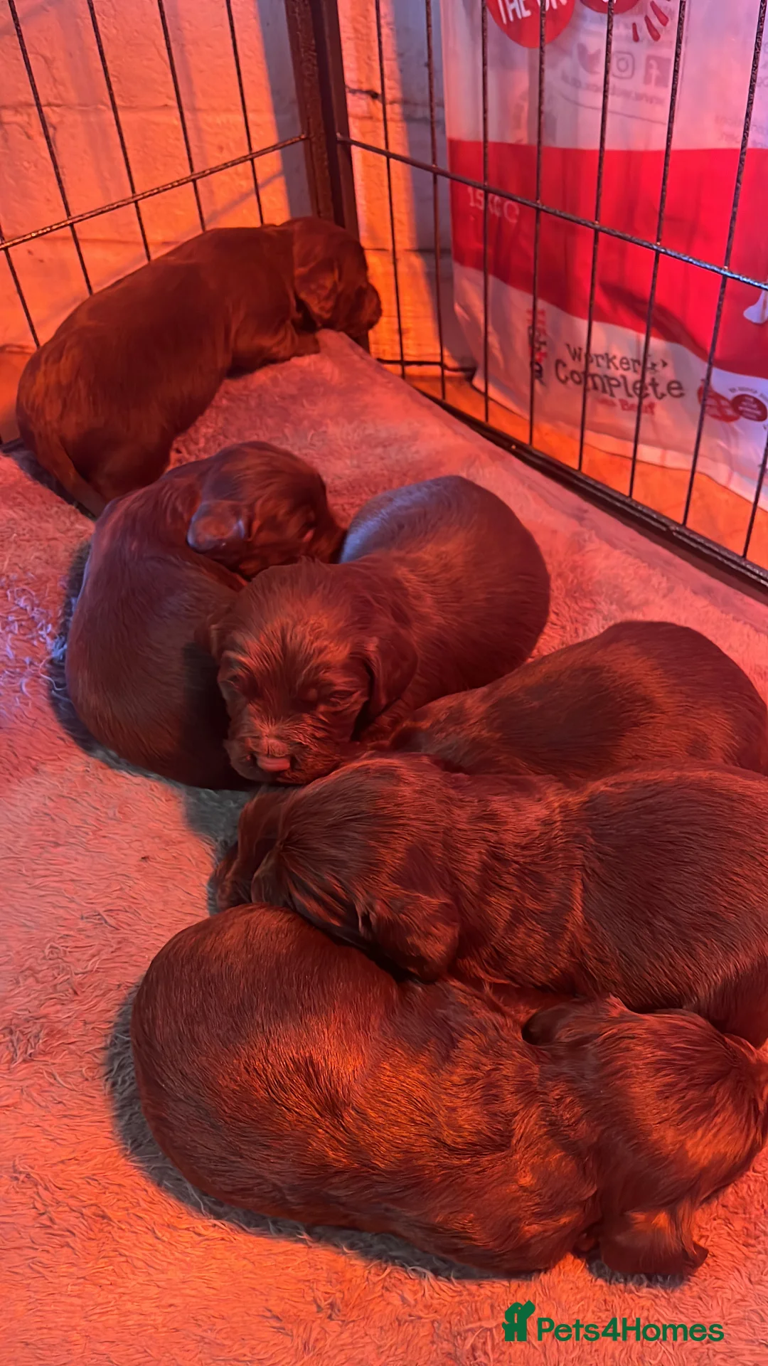 Sprocker dogs for sale: Sprocker puppies for sale  - Advert 3
