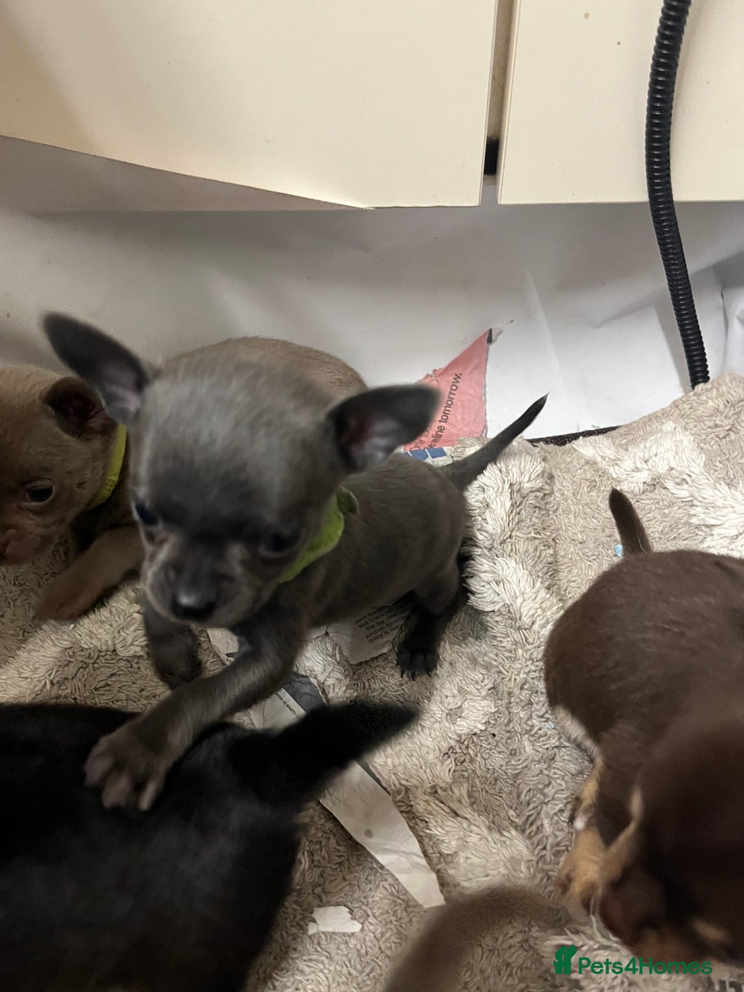 Chihuahua dogs for sale: Chihuahua teacups - Image 3