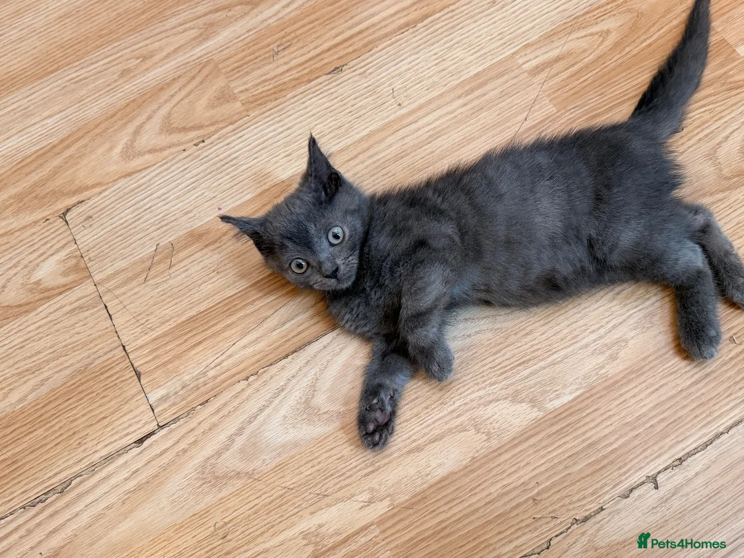 British Shorthair cats for sale: Blue British Shorthair Kitten in Ilford - Advert 2