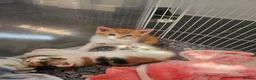 Mixed Breed cats for sale: Three tabby kittens  - Advert 5