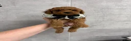 Toy Poodle dogs for sale: Asian type toy poodle  - Advert 25