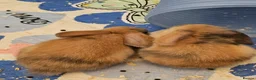 Mixed Breed rabbits for sale: 8 babies bunnies - Advert 19