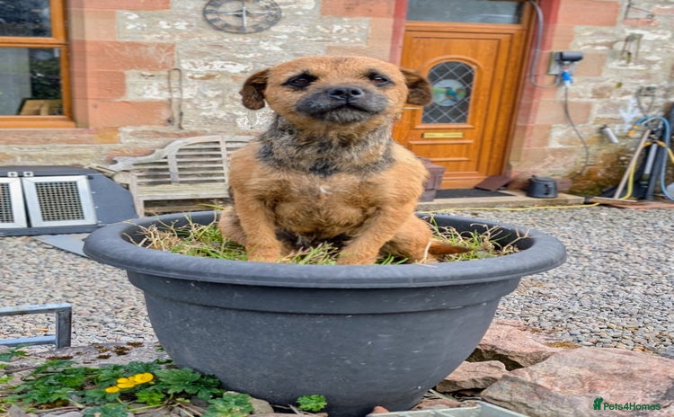 Mixed Breed dogs - Advert 2