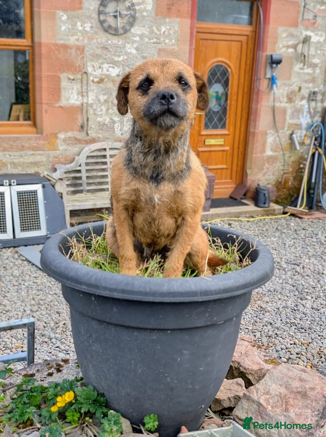 Mixed Breed dogs for sale: Maggie - Border X Bedlington Terrier - Advert 2