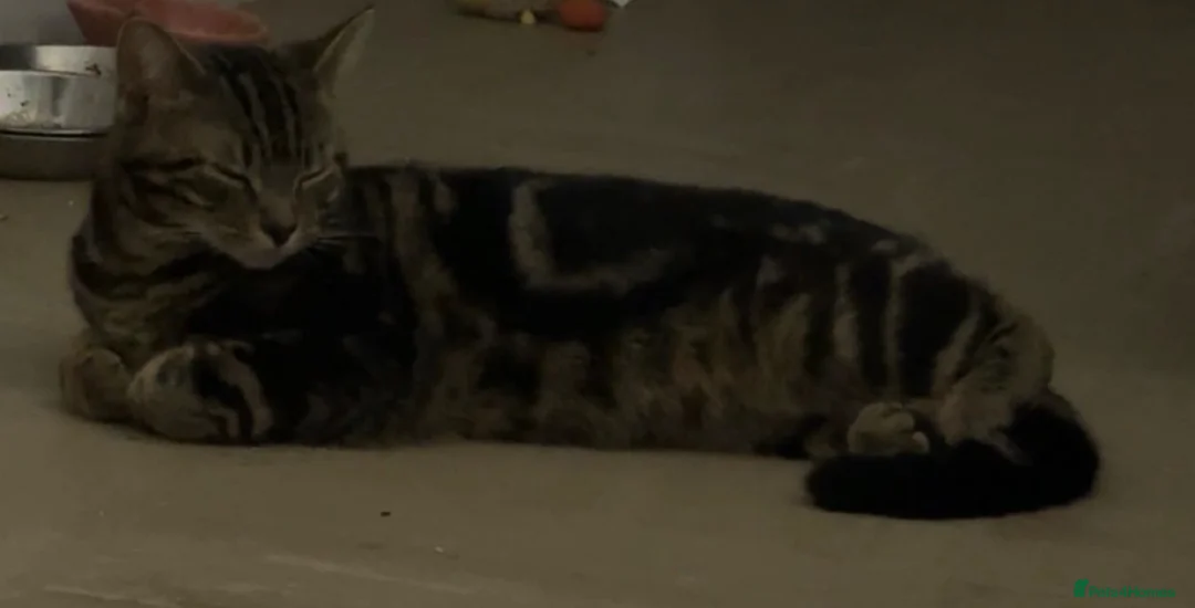 Mixed Breed cats for sale: Bengal x tabby mixed litter - Advert 1