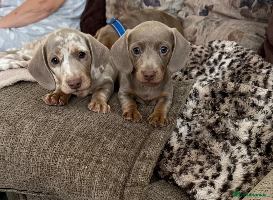 Miniature Dachshund dogs for sale: READY NOW- miniature dachshunds  - Advert 2