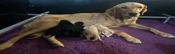 Labrador Retriever dogs for sale: Health tested Working Labrador Puppies in Welshpool - Advert 6