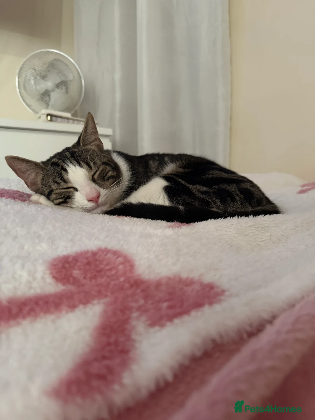 American Wirehair cats for sale: Bambii, Male cat, 1 Year 3 months old🤍 - Advert 5