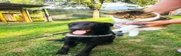 Mixed Breed dogs for adoption: Jimbo - Advert 1