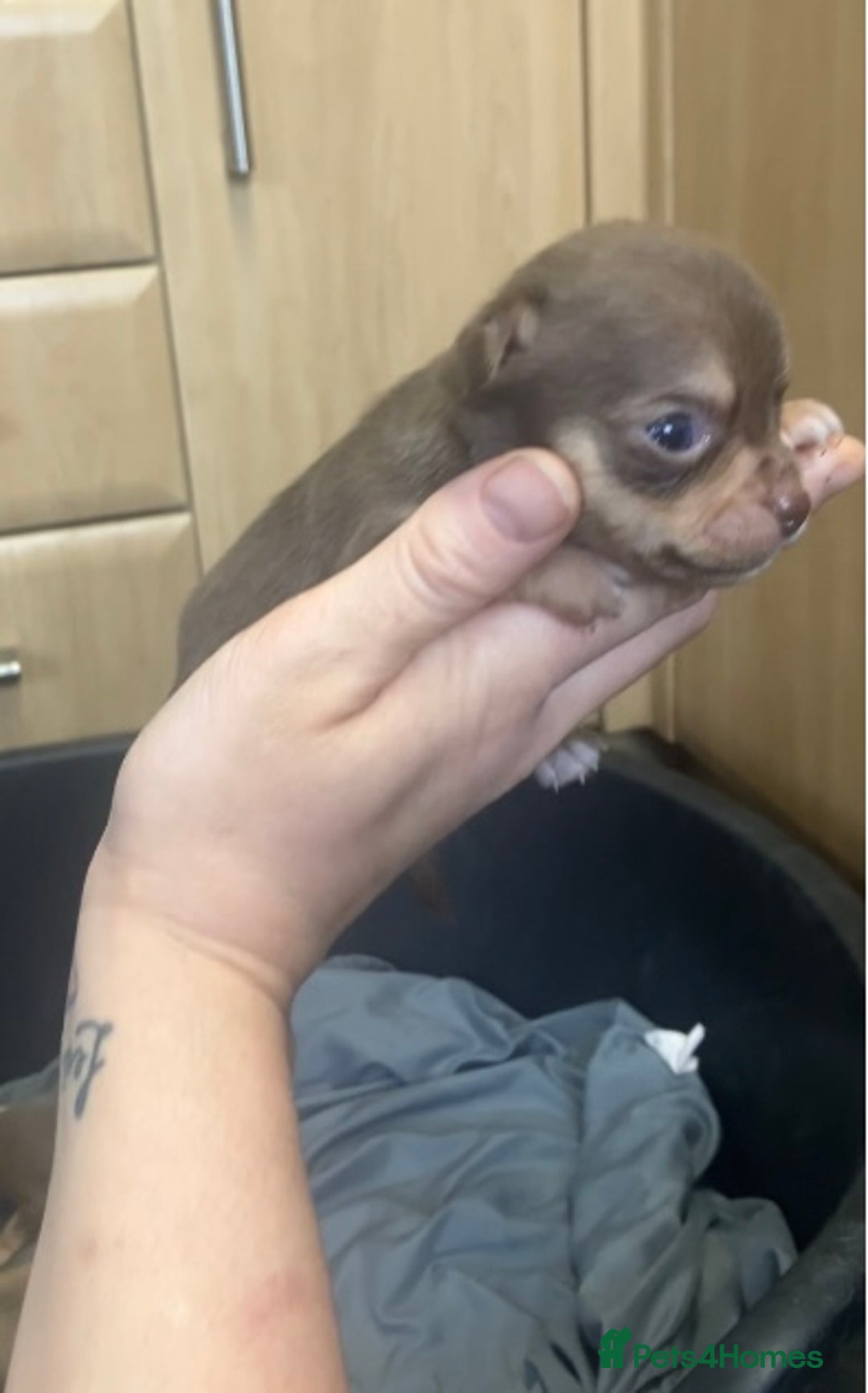 Chihuahua dogs for sale: Chihuahua Puppies - with starter kits  - Image 3