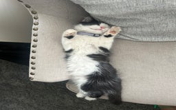 Mixed Breed cats for sale: X2 black and white fluffy girl kittens left - Image 6