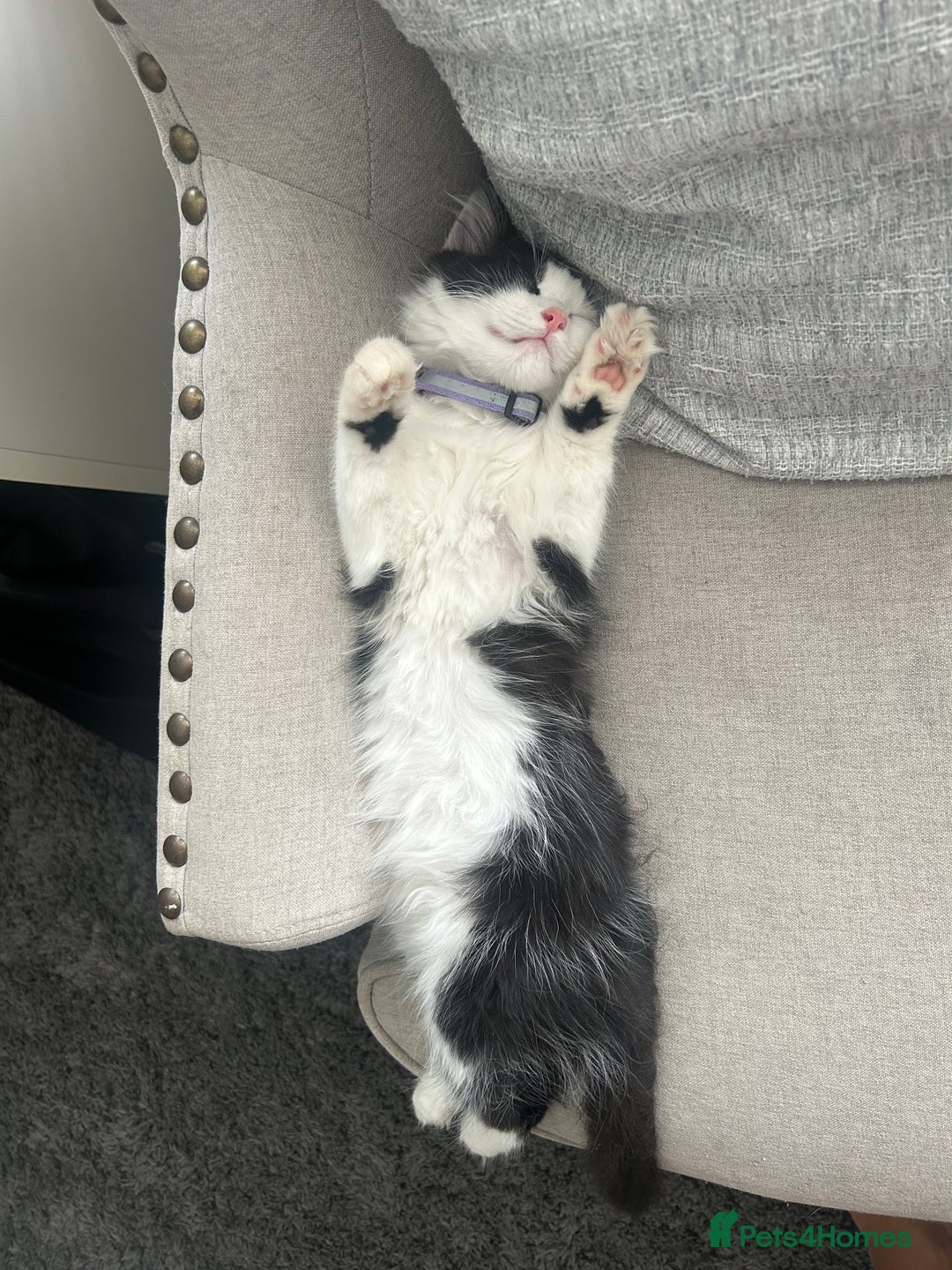 Mixed Breed cats for sale: X2 black and white fluffy girl kittens left - Image 6