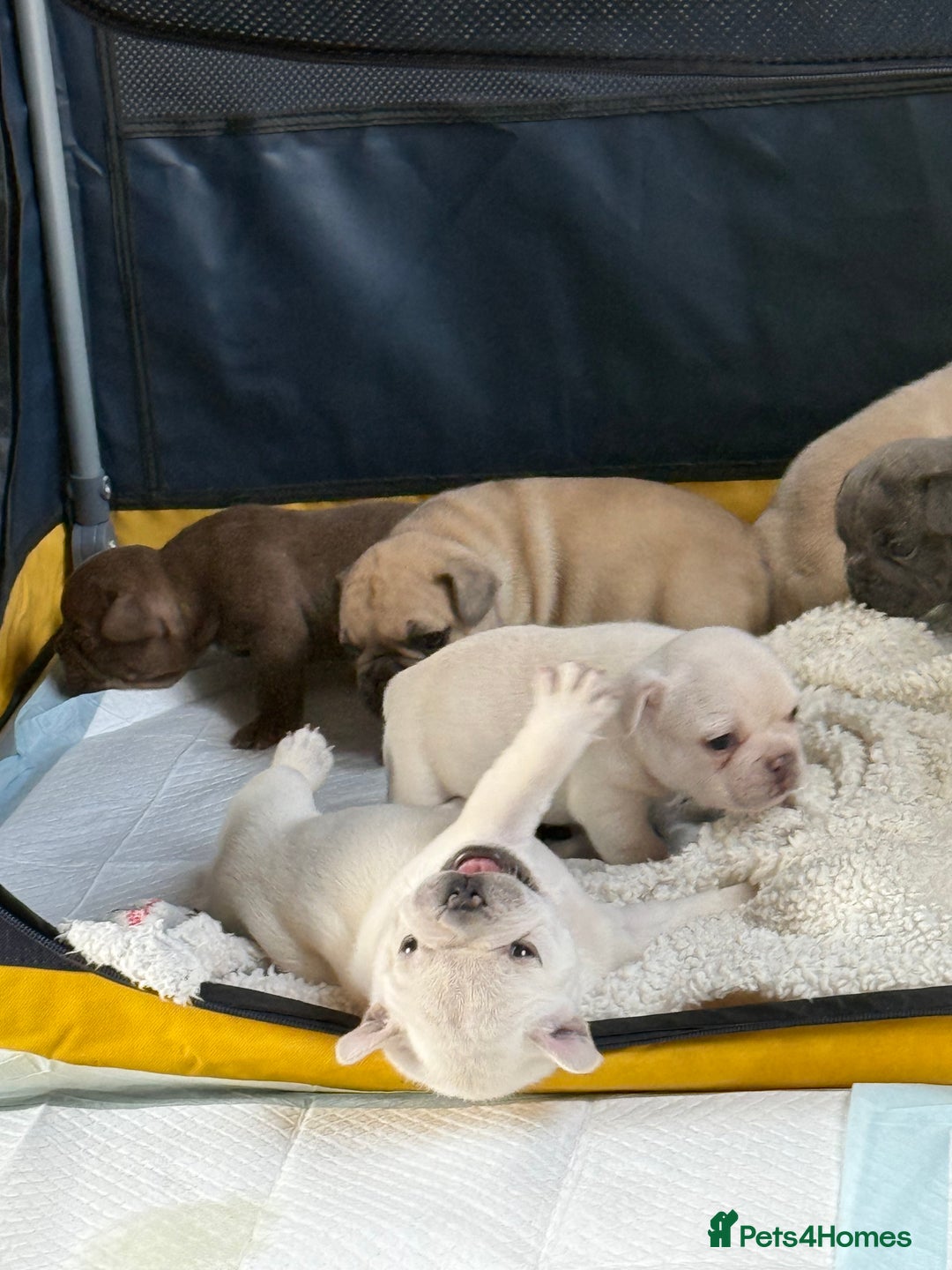 French Bulldog dogs for sale: French bulldog pups ❤️ - Image 13