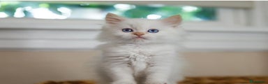 Ragdoll Kitten 2