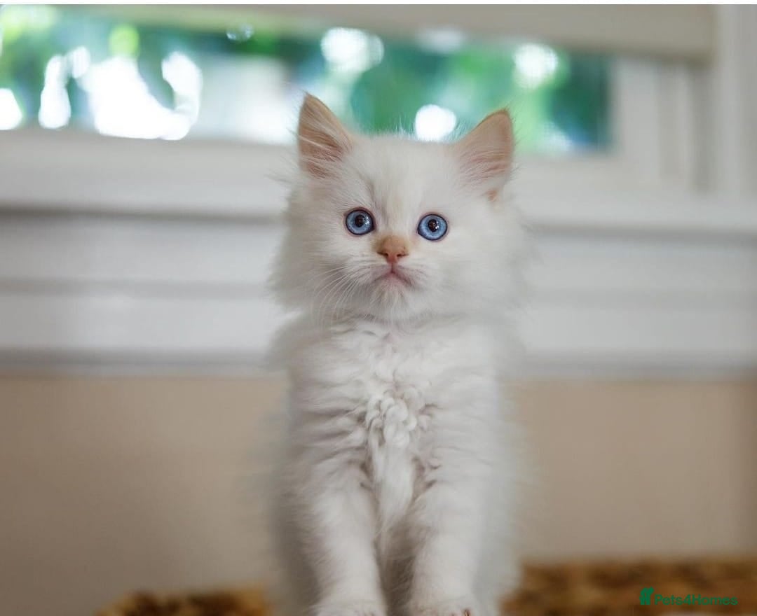 Ragdoll cats for sale: Flame point ragdoll kittens - Advert 5