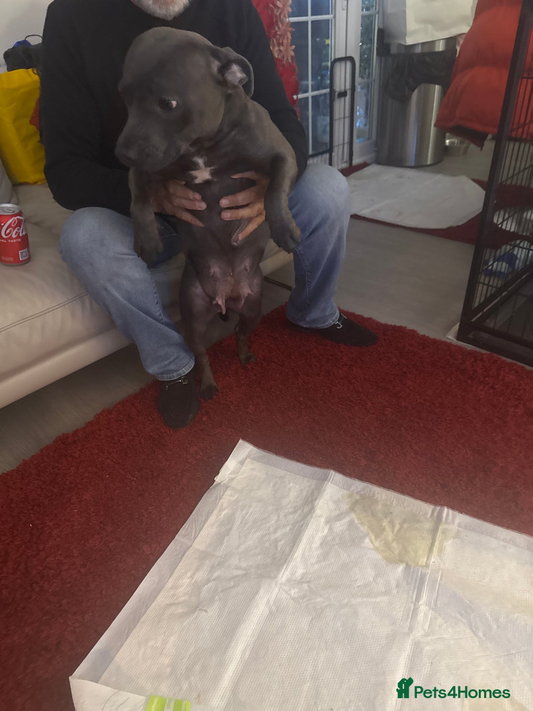 Staffordshire Bull Terrier dogs for sale: 5 boys and 2 girl KC reg staff puppy for sale  - Advert 9