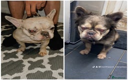 French Bulldog dogs for sale: French bulldogs  - Image 11