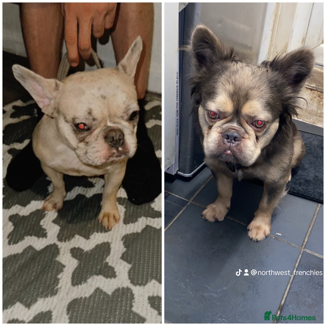 French Bulldog dogs for sale: French bulldogs  - Image 11