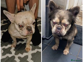 French Bulldog dogs French bulldogs - Advert 18