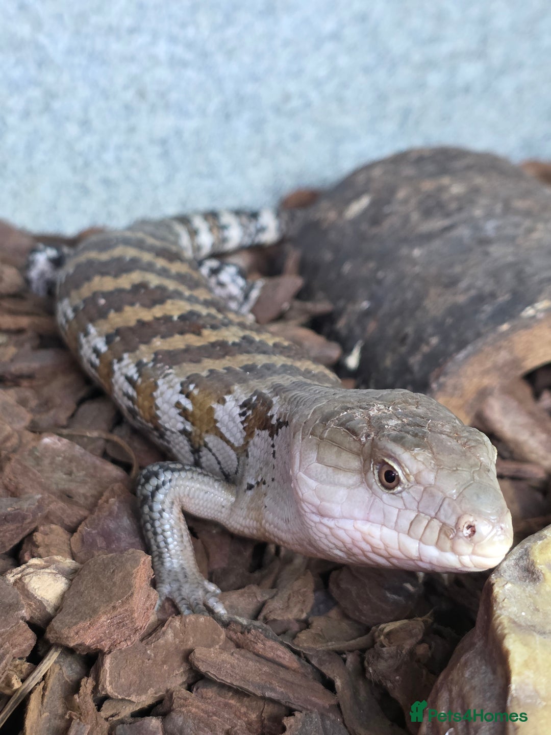 Skink reptiles for sale: Young Blue Tongue Skinks - Advert 2