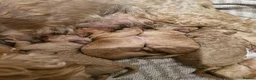 Mixed Breed dogs for sale: Adorable puppies ready for their forever homes  - Advert 7