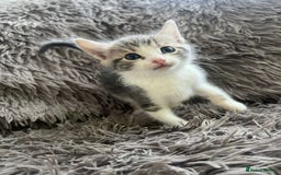 Bengal cats for sale: RUSSIAN BLUE BENGLES - Image 2