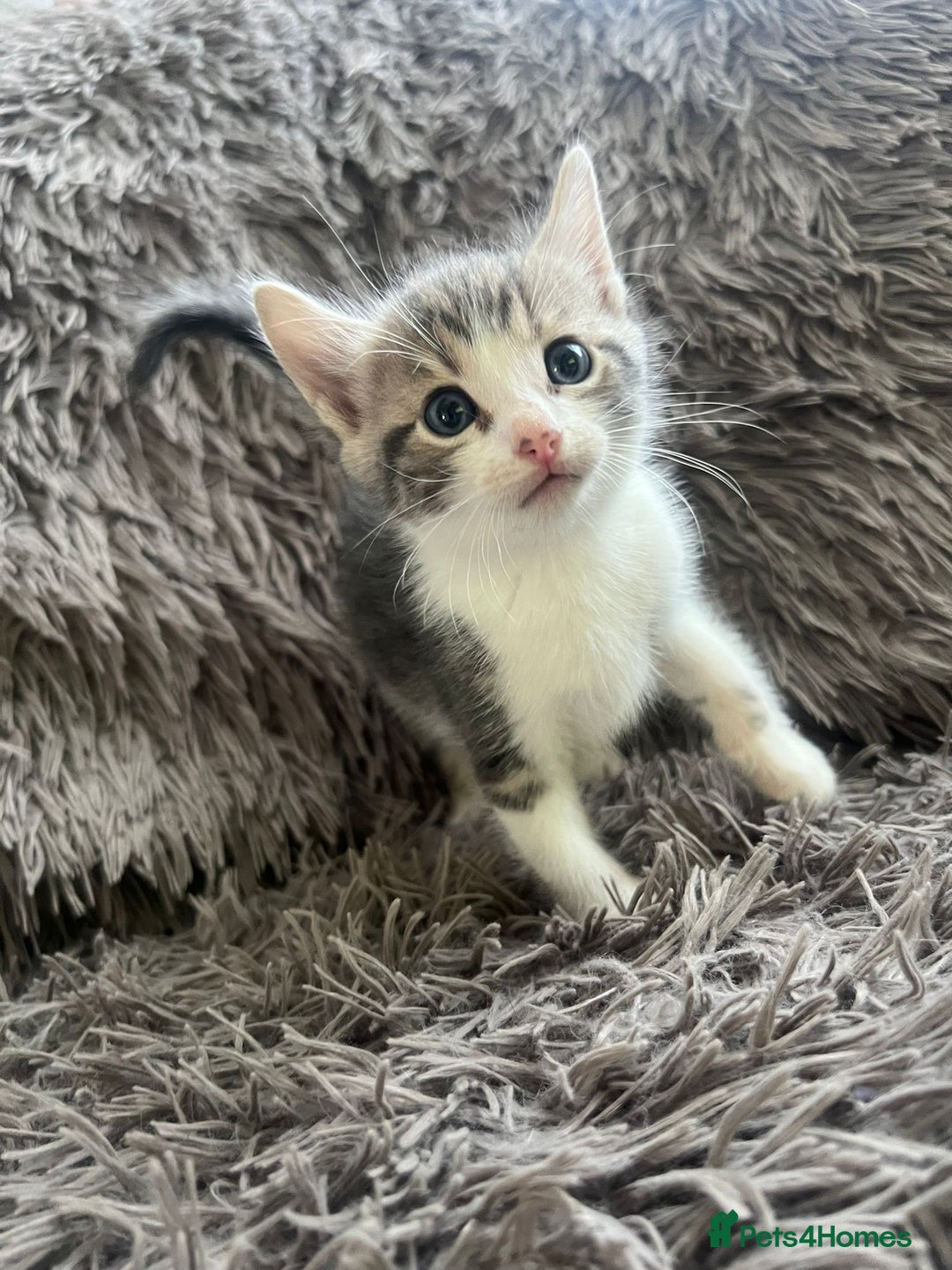 Bengal cats for sale: RUSSIAN BLUE BENGLES - Image 2