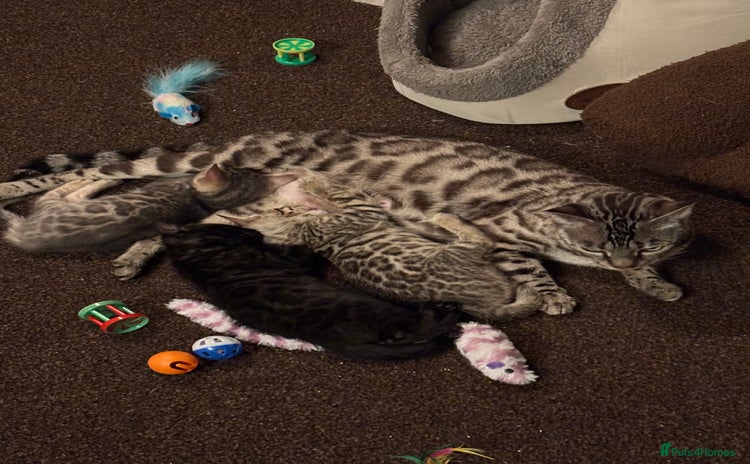 Bengal cats - Advert 7