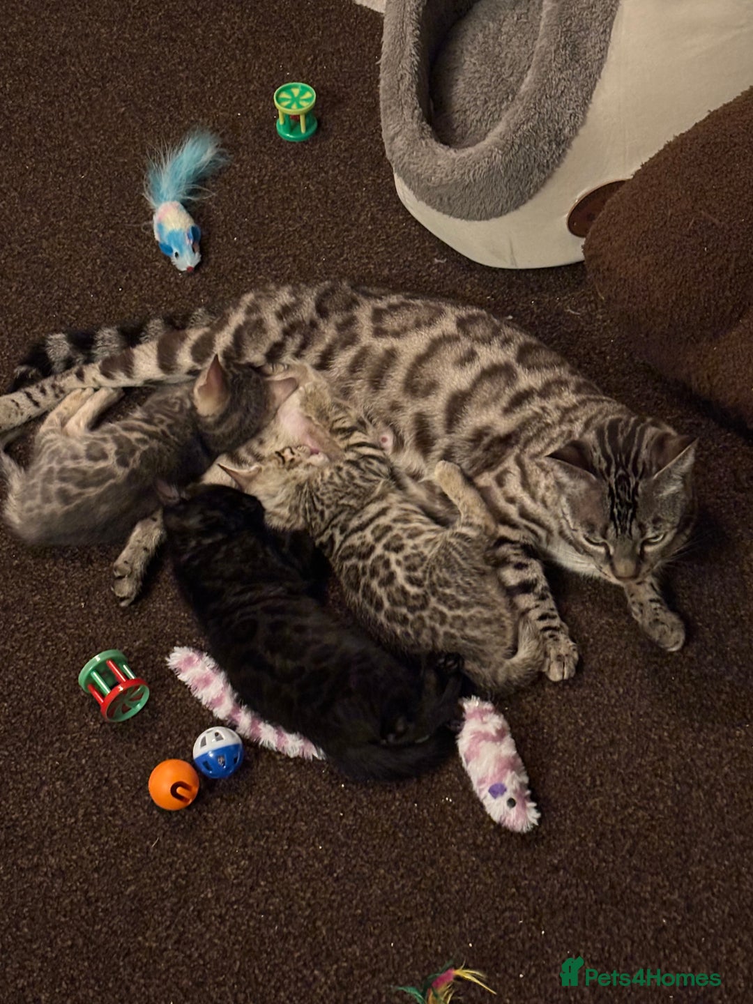 Bengal cats for sale: STUNNING BENGAL KITTENS  - Image 1