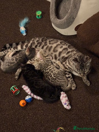 Bengal cats - Advert 15
