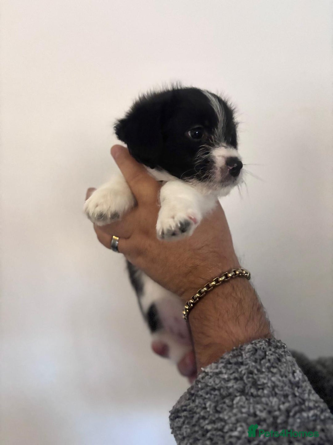 Mixed Breed dogs for sale: 3 beautiful Bichon Maltese mixed breed pups - Advert 12