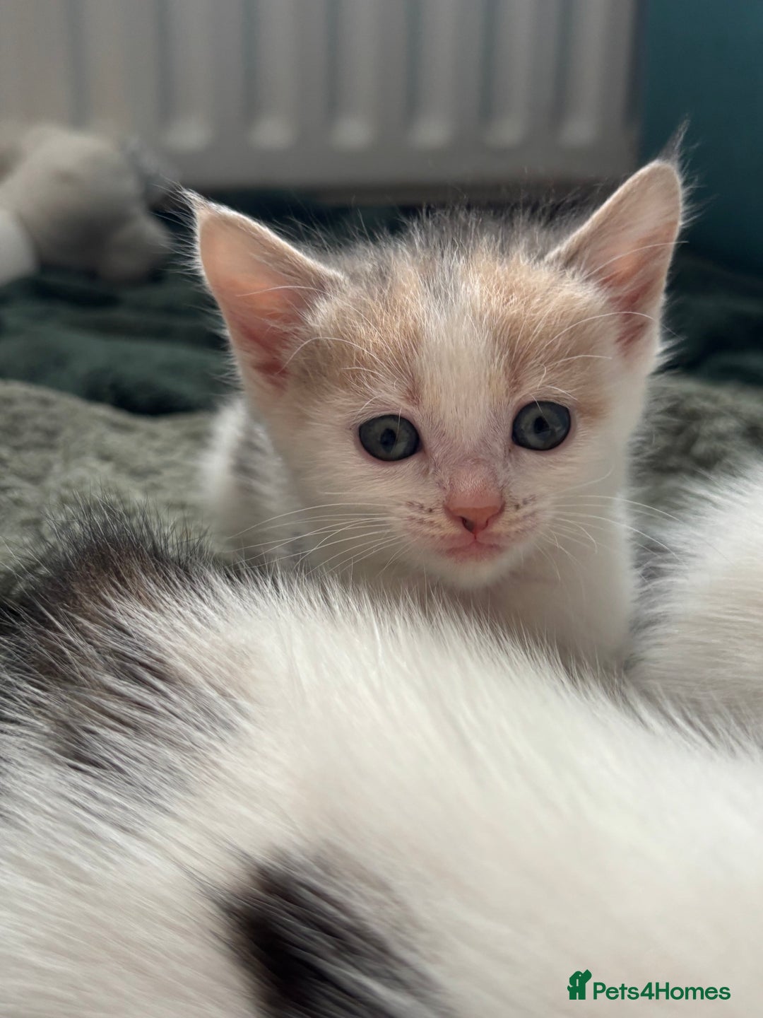 Mixed Breed cats for sale: 5 Adorable Fluffy White Playful Kittens  - Image 11