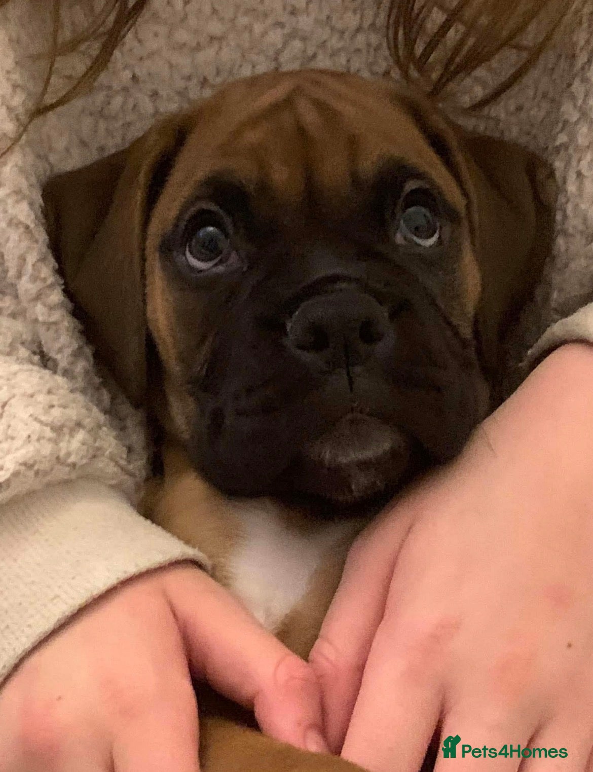 Boxer dogs Exceptional Litter - World Champion Bloodline  - Advert 8