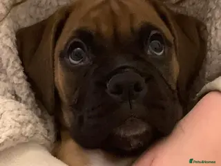 Boxer dogs Exceptional Litter - World Champion Bloodline - Advert 8