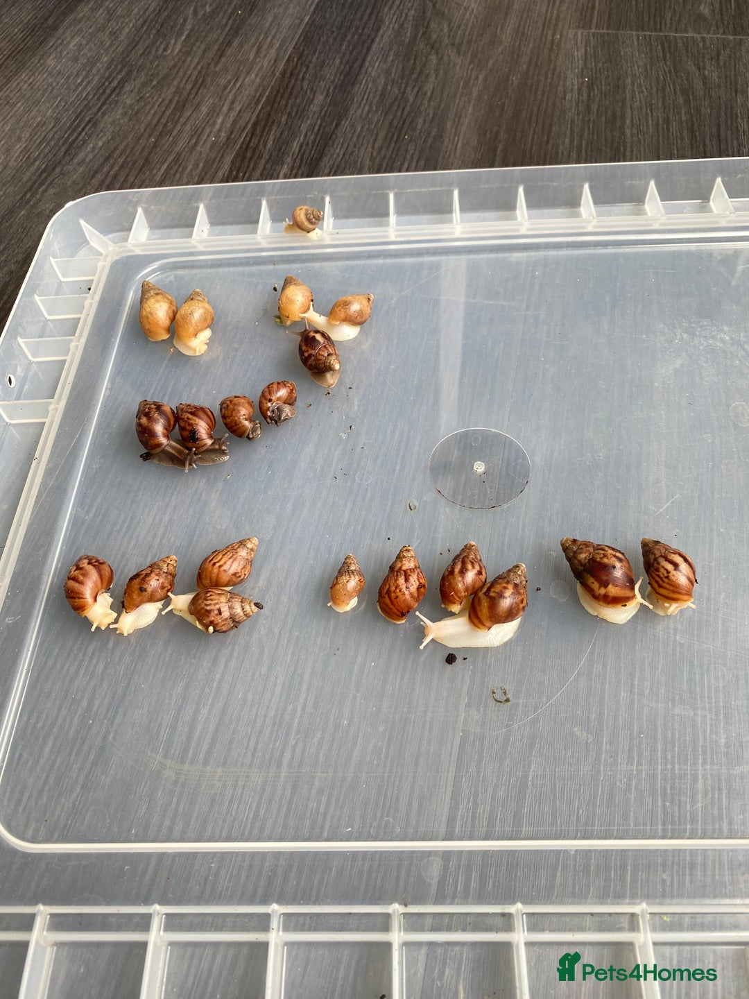 Snails invertebrates for sale: Giant African Land Snails - Wild, Albino & Jade - Image 1