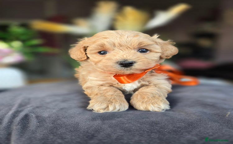 Maltipoo dogs - Advert 2