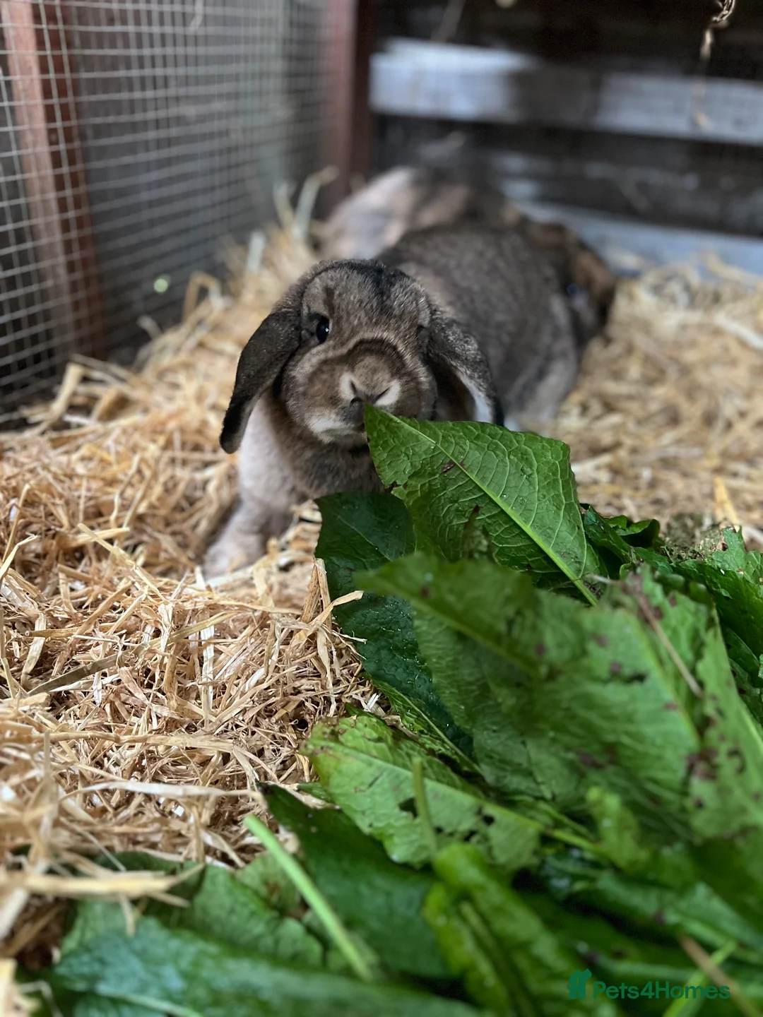 Mini Lop rabbits for sale: Gorgeous baby mini lops  - Advert 4