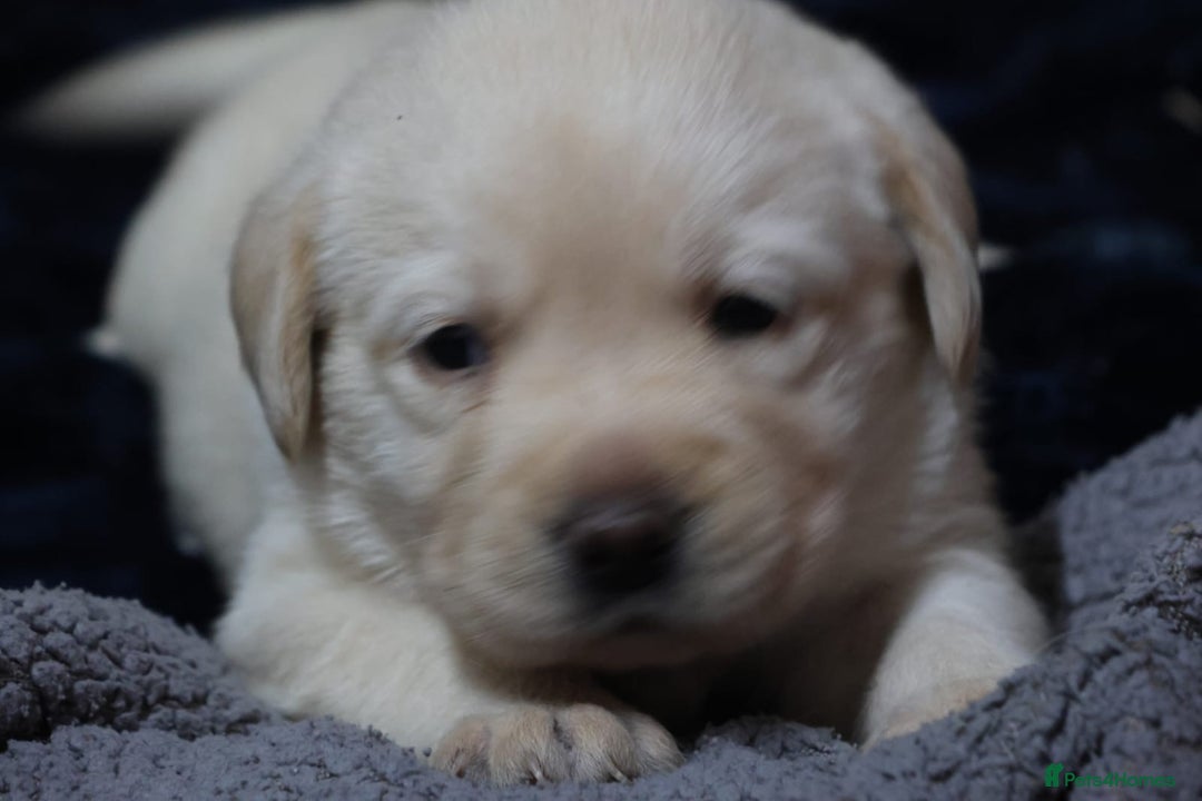 Labrador Retriever dogs for sale: KC, Champion Pedigree ,Extensively Health Tested - Image 15