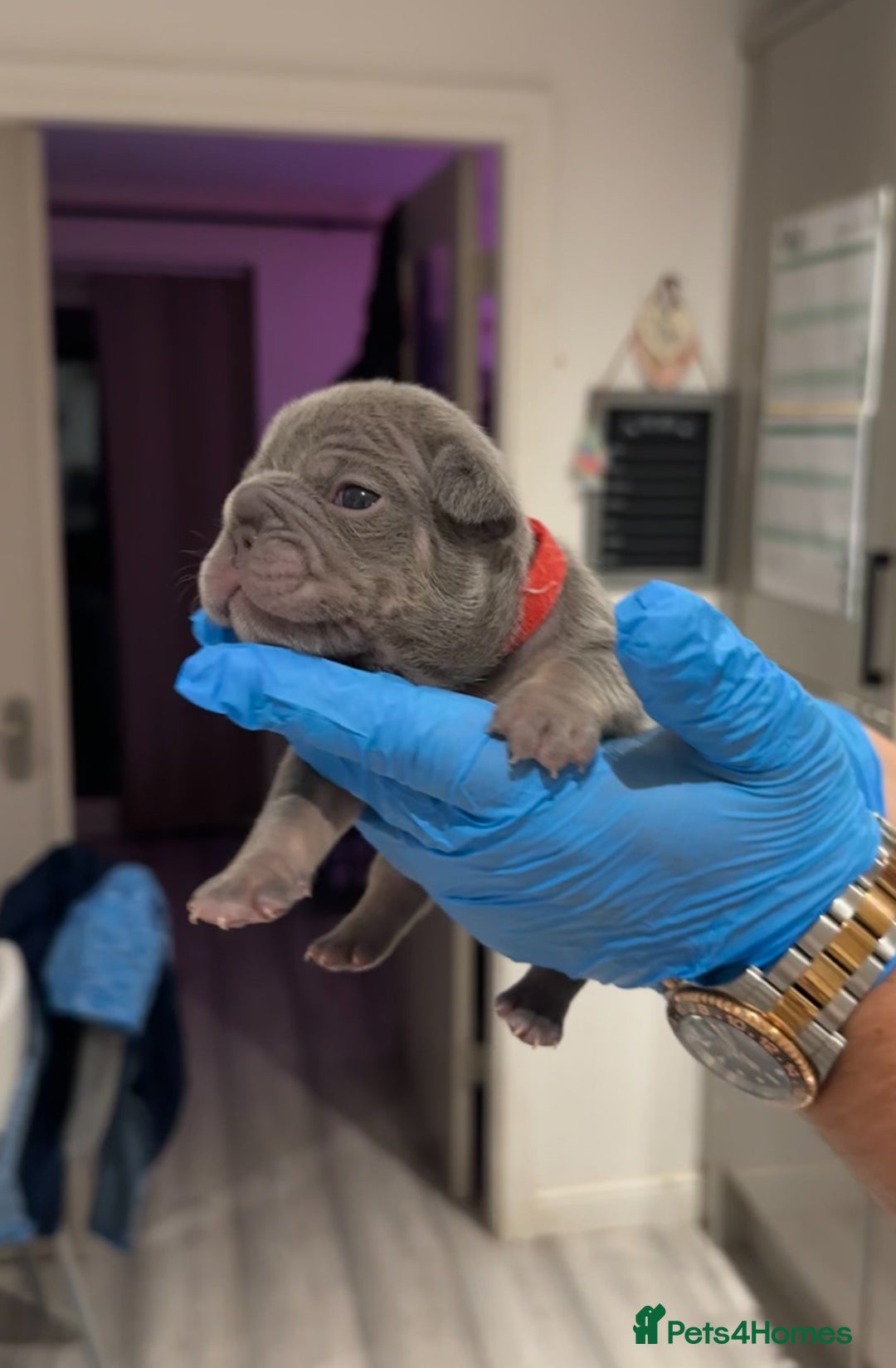 French Bulldog dogs for sale: Merle and lilac and tan French bulldog puppies - Image 12