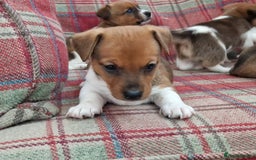 Jack Russell dogs for sale: Traditional Jack Russell Pups DNA Health Tested  - Image 9