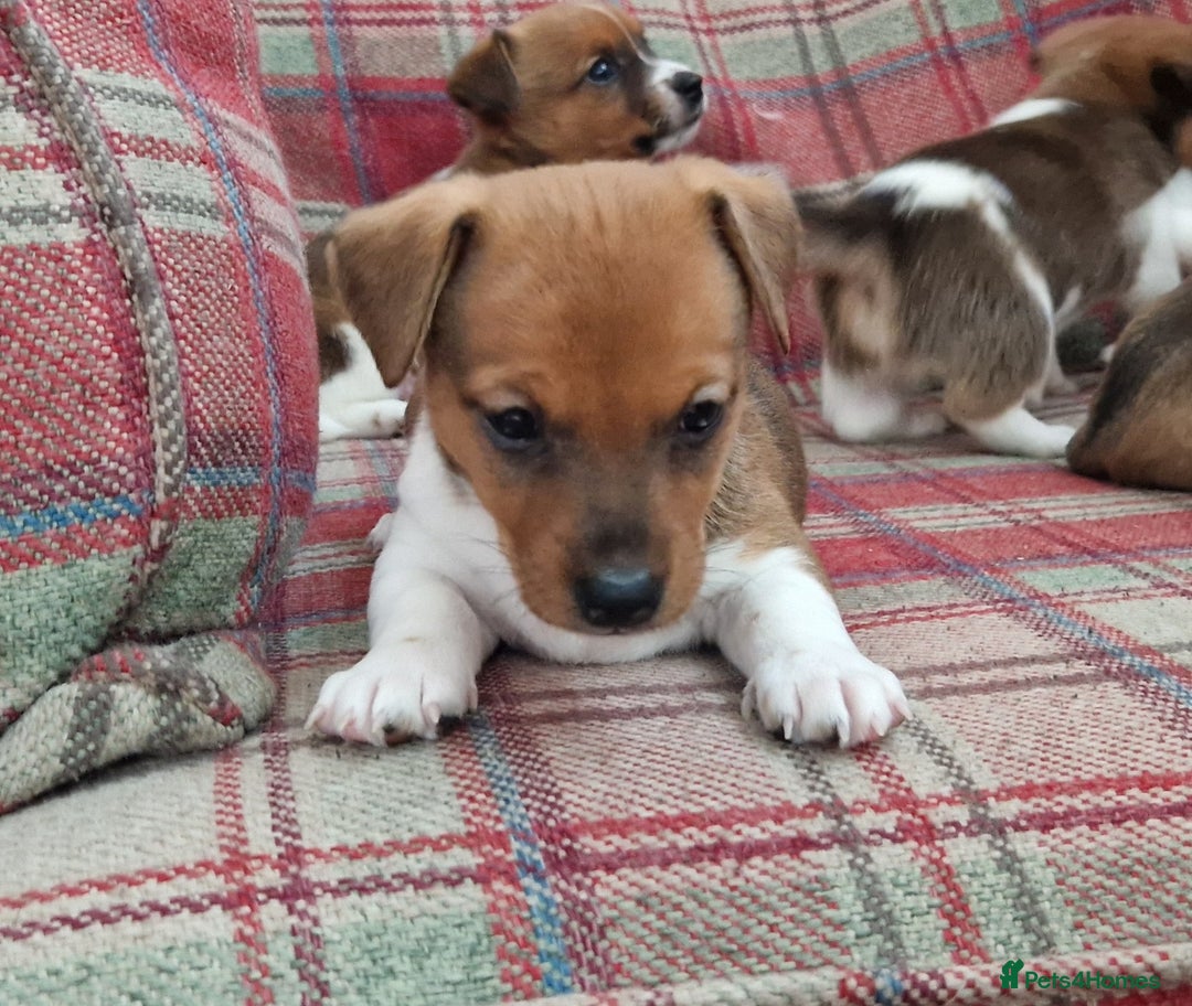 Jack Russell dogs for sale: Traditional Jack Russell Pups DNA Health Tested  - Image 9