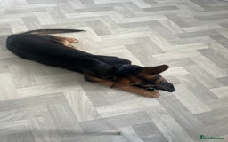 German Shepherd dogs for sale: Healthy short coat German shepherd pup  - Image 4