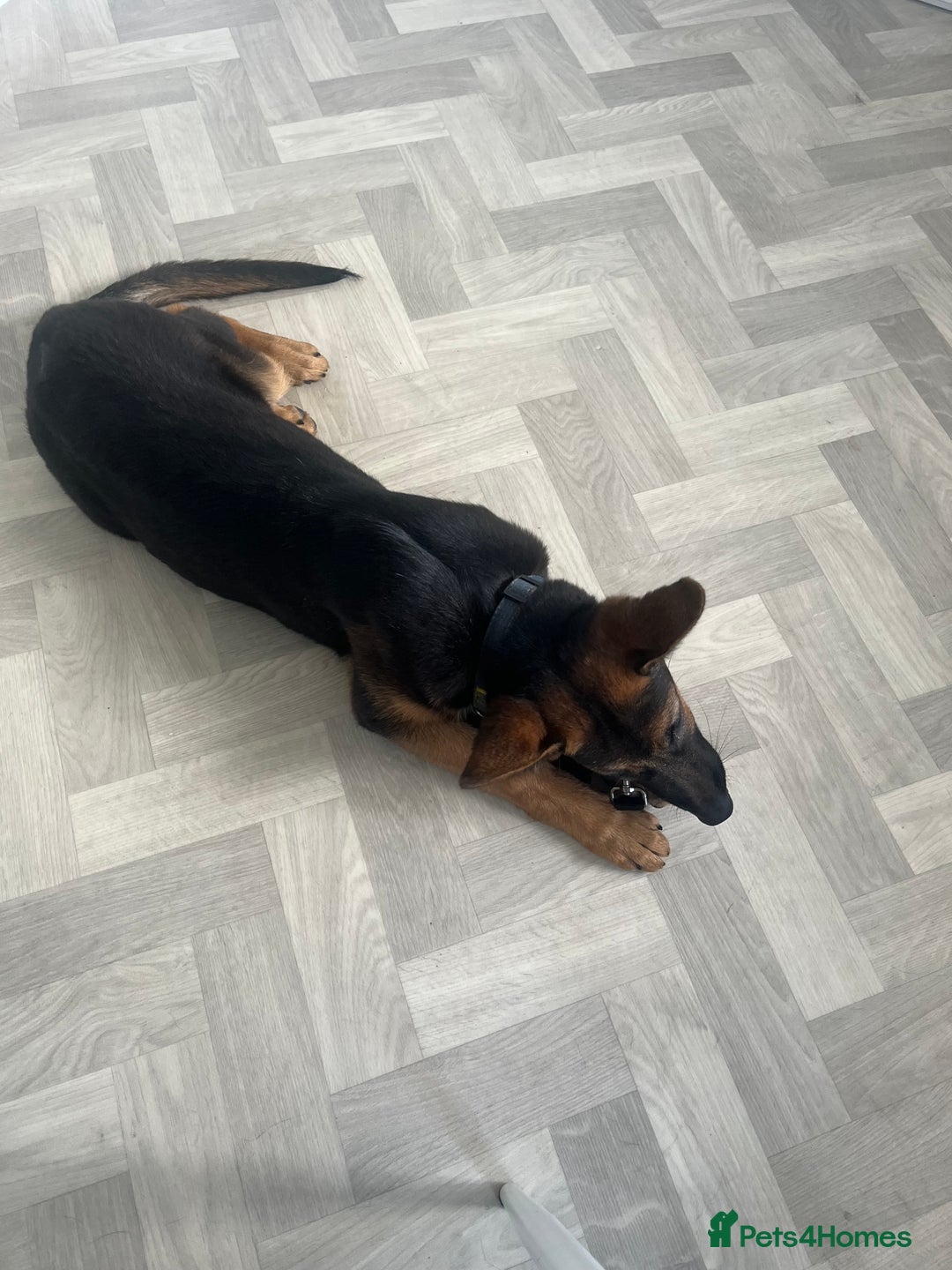 German Shepherd dogs for sale: Healthy short coat German shepherd pup  - Image 4