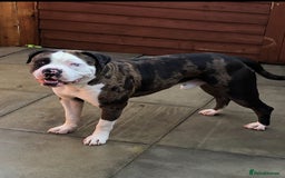 Mixed Breed dogs for sale: 4 beautiful puppies available  - Image 8