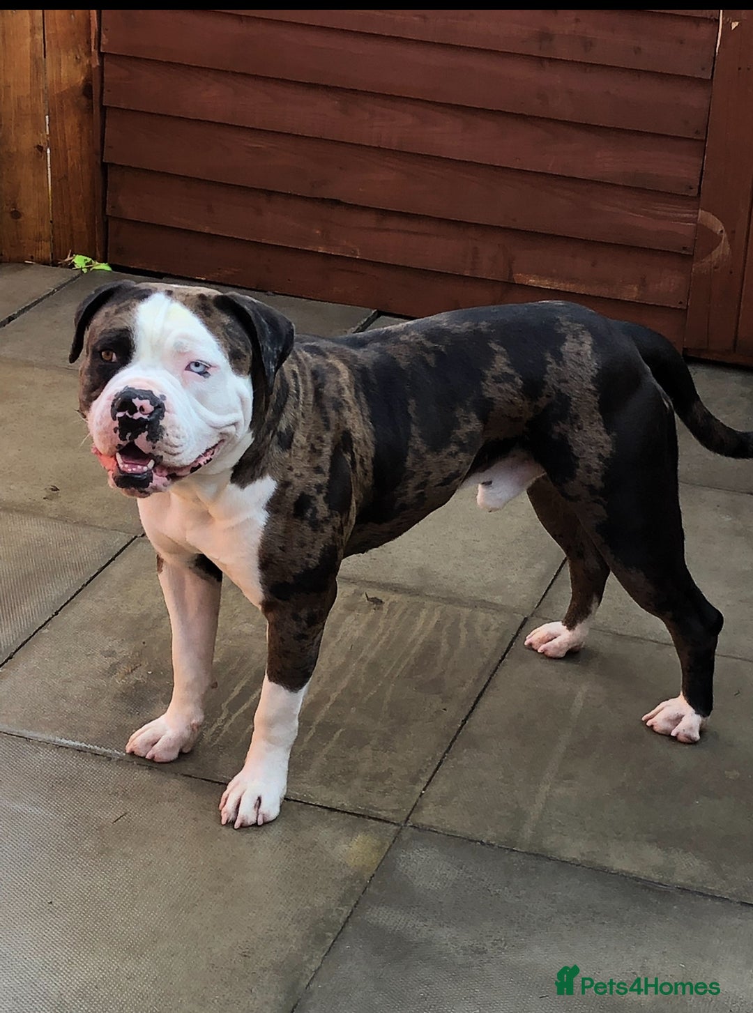 Mixed Breed dogs for sale: 4 beautiful puppies available  - Image 8