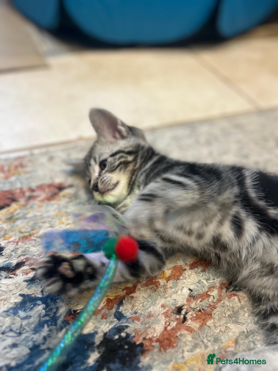 Bengal cats for sale: Bengal Cross Persian 11 week old Kitten for sale - Advert 5