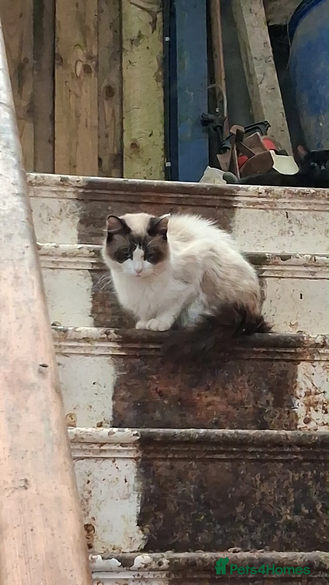 Ragdoll cats for sale: Mixed Seal Point Ragdoll Kittens Male & Female - Advert 5