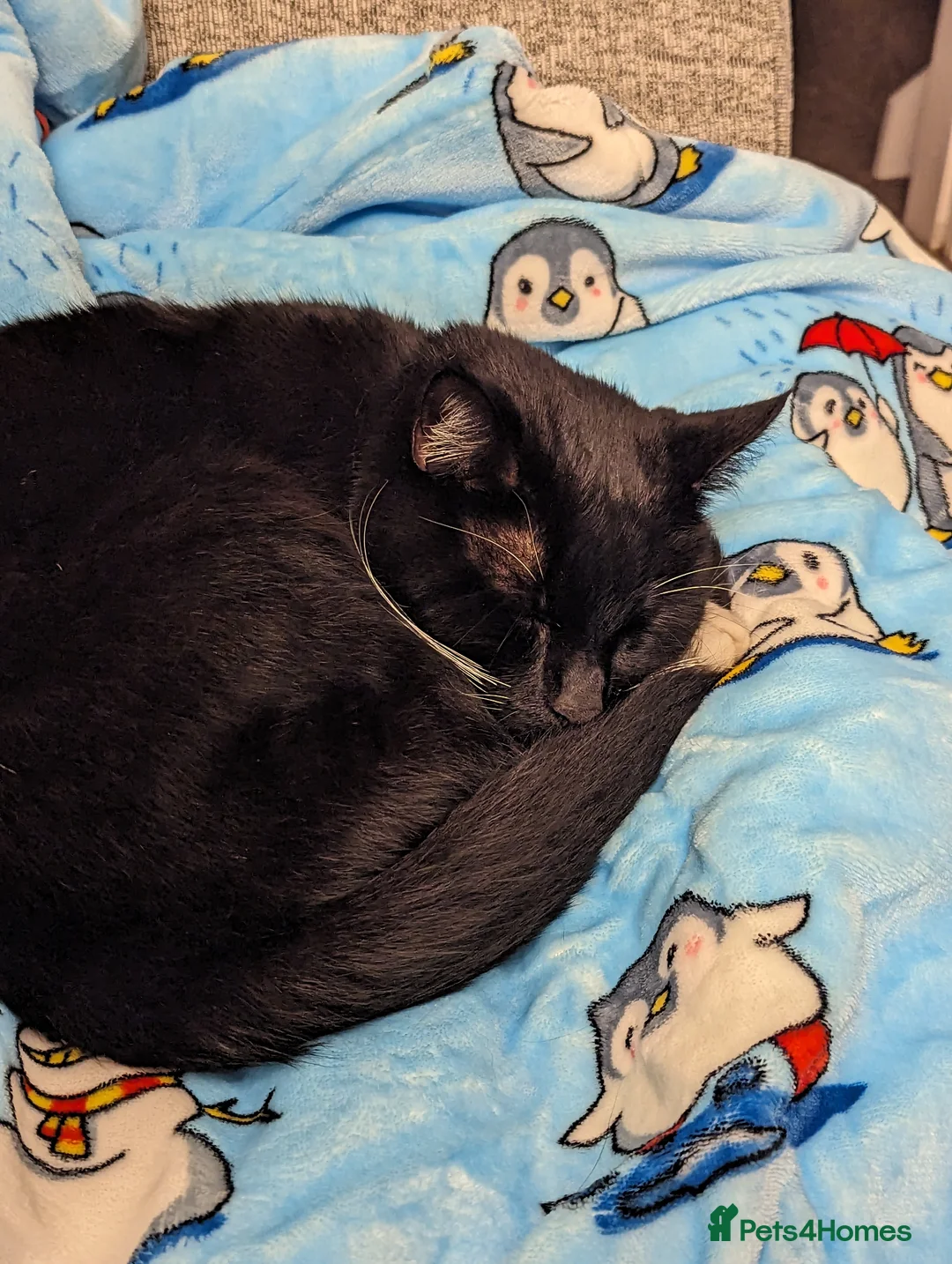 Domestic Shorthair cats for adoption: Buddy and Ozzy seeking their perfect homes - Advert 14