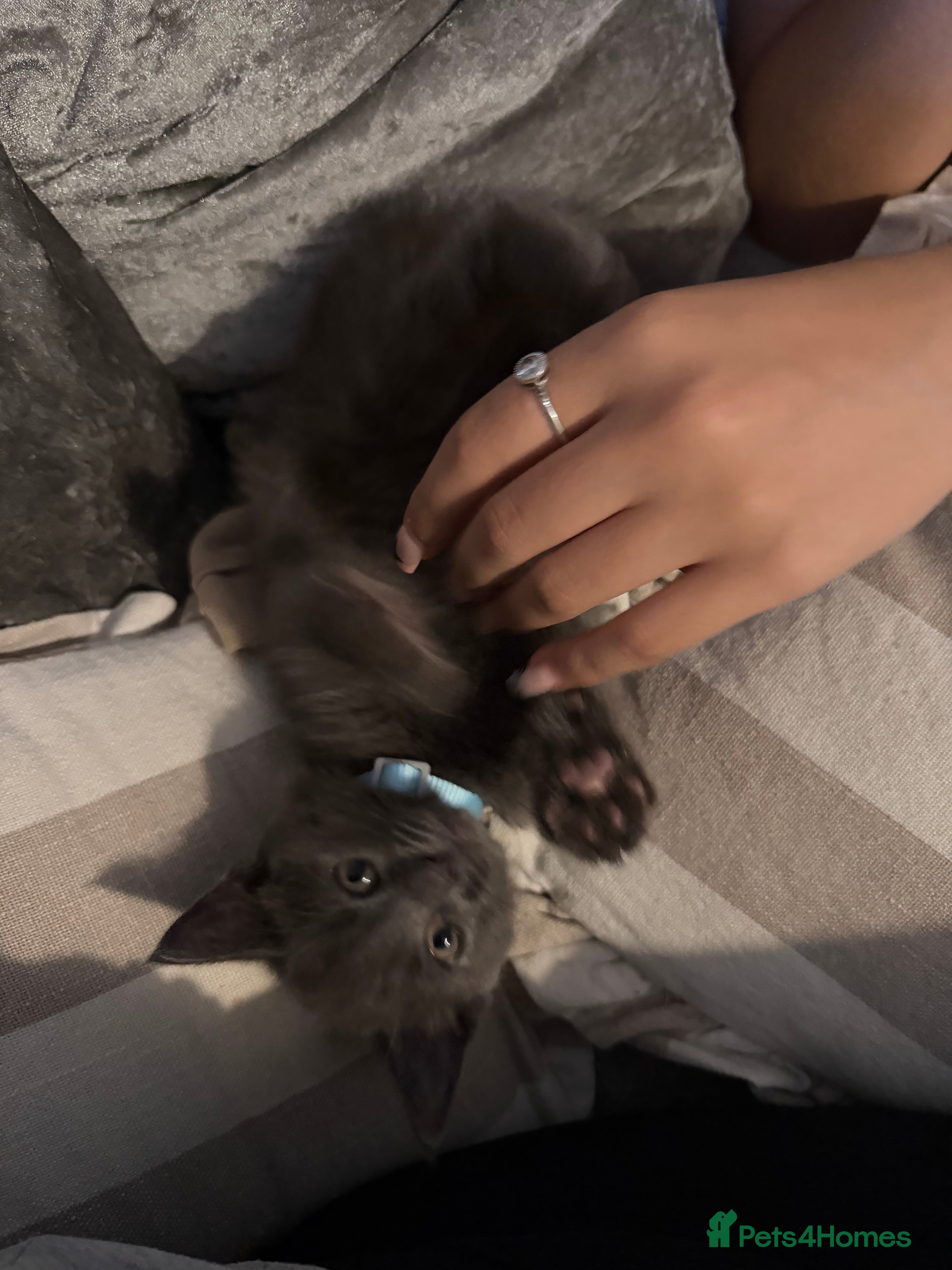 Mixed Breed cats Beautiful male grey kitten - Advert 4